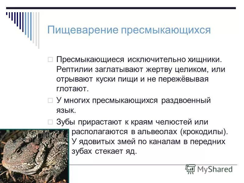 Функции пищеварительной системы пресмыкающихся. Пресмыкающиеся пищеварение. особенности пищеварительной системы пресмыкающихся. рептилии органы питания. органы пищеварения рептилий.