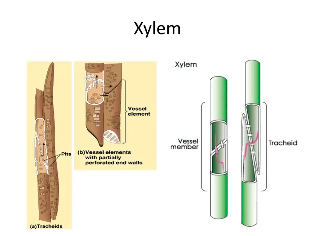 Ксилема. Xylem. Сосуды ксилемы. Slim line Xylem. Флоэма проводит растворы