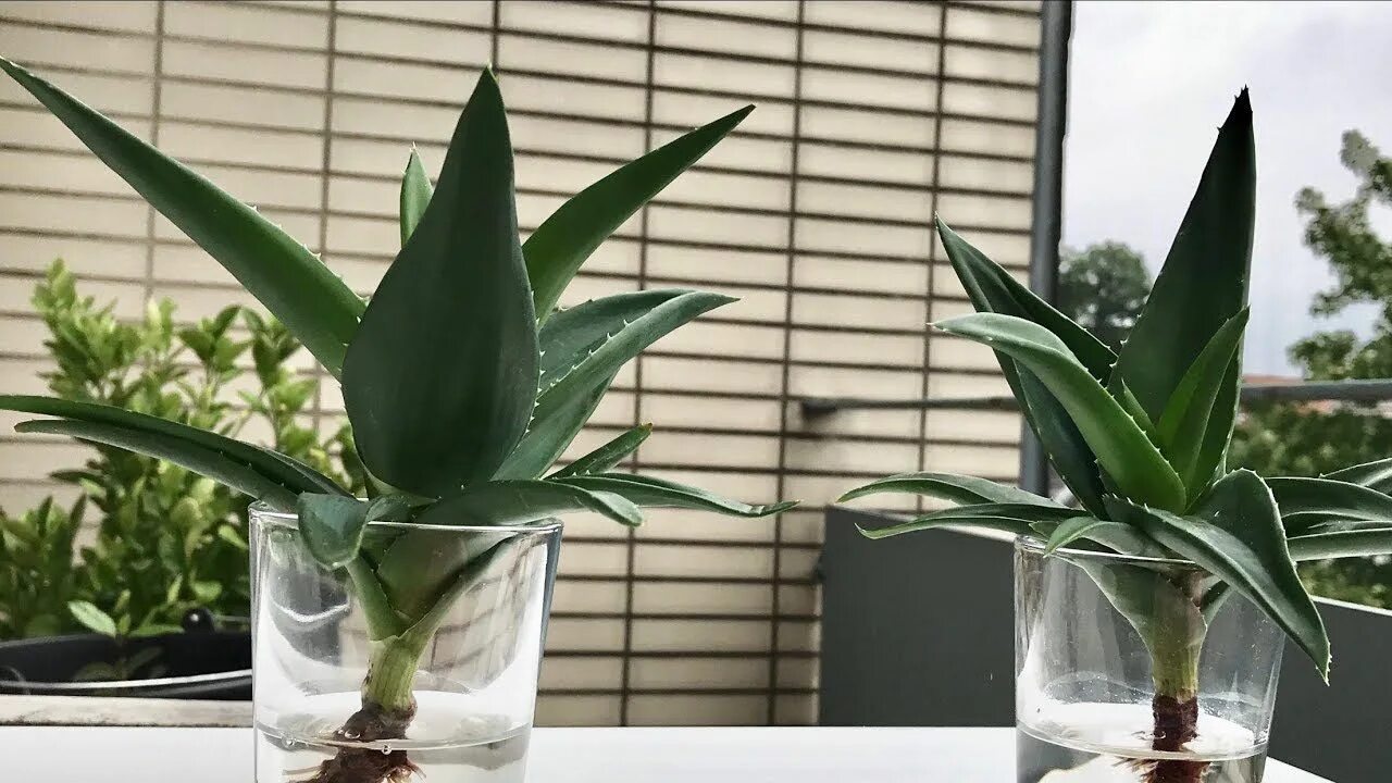 Алоэ в интерьере квартиры фото aloe vera plant air purifying house plants clean air plants plants healthy air a