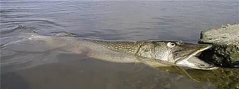 Щукой рыбою ходить ему в глубоких морях