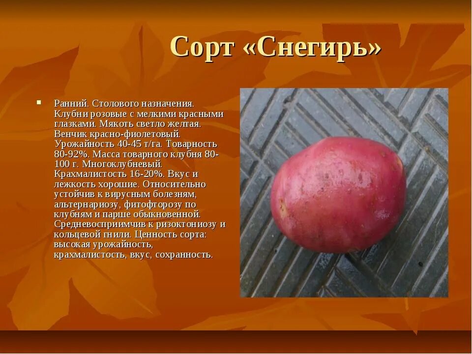 Снегирь сорт картофеля характеристика