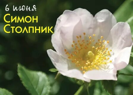 Шиповник 2