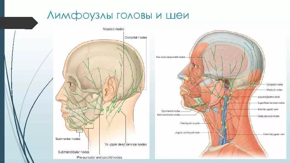 Затылочные лимфатические узлы анатомия. Шейные и затылочные лимфоузлы. Затылочные лимфоузлы расположение схема.