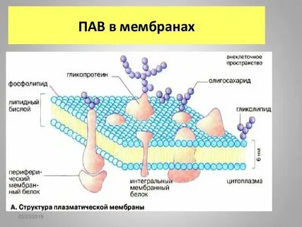 Пав пав песня слушать