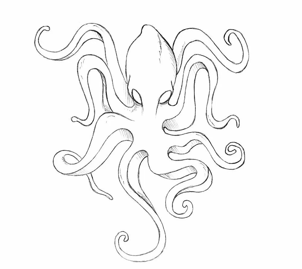 Головоногий моллюск Кракен. Кракен рисунок карандашом. Рисунок осьминога для срисовки. Кракен раскраска.
