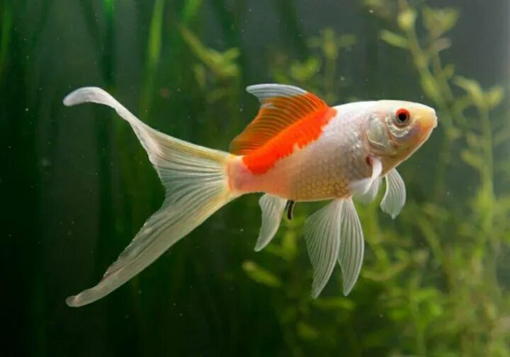 Комета красная (Carassius auratus) - 7-8см яркая L-2019-10-371 купить оптом и в 