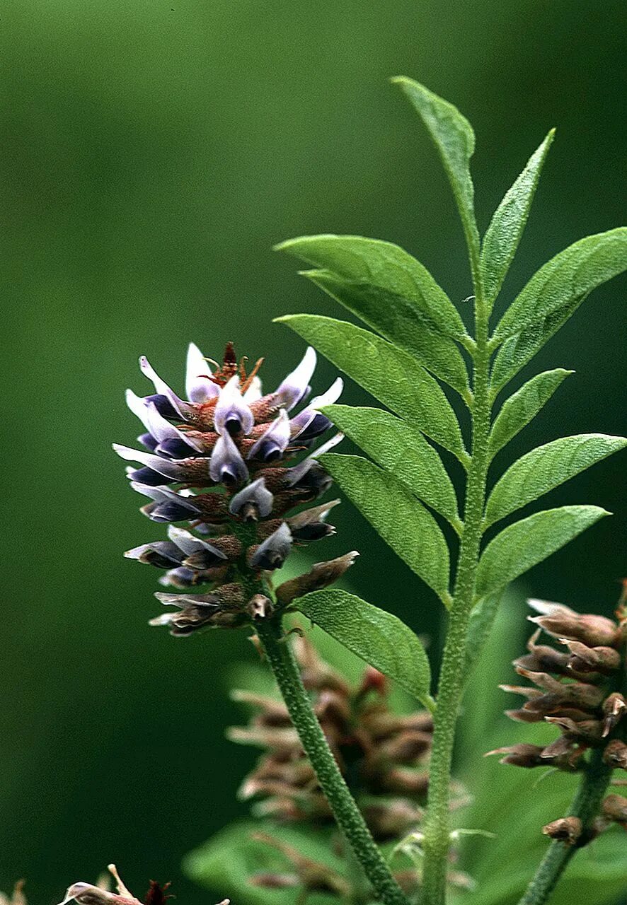 Glycyrrhiza glabra. Солодка Glycyrrhiza glabra. Лакрица корень солодки. Glycyrrhiza glabra корень солодки.