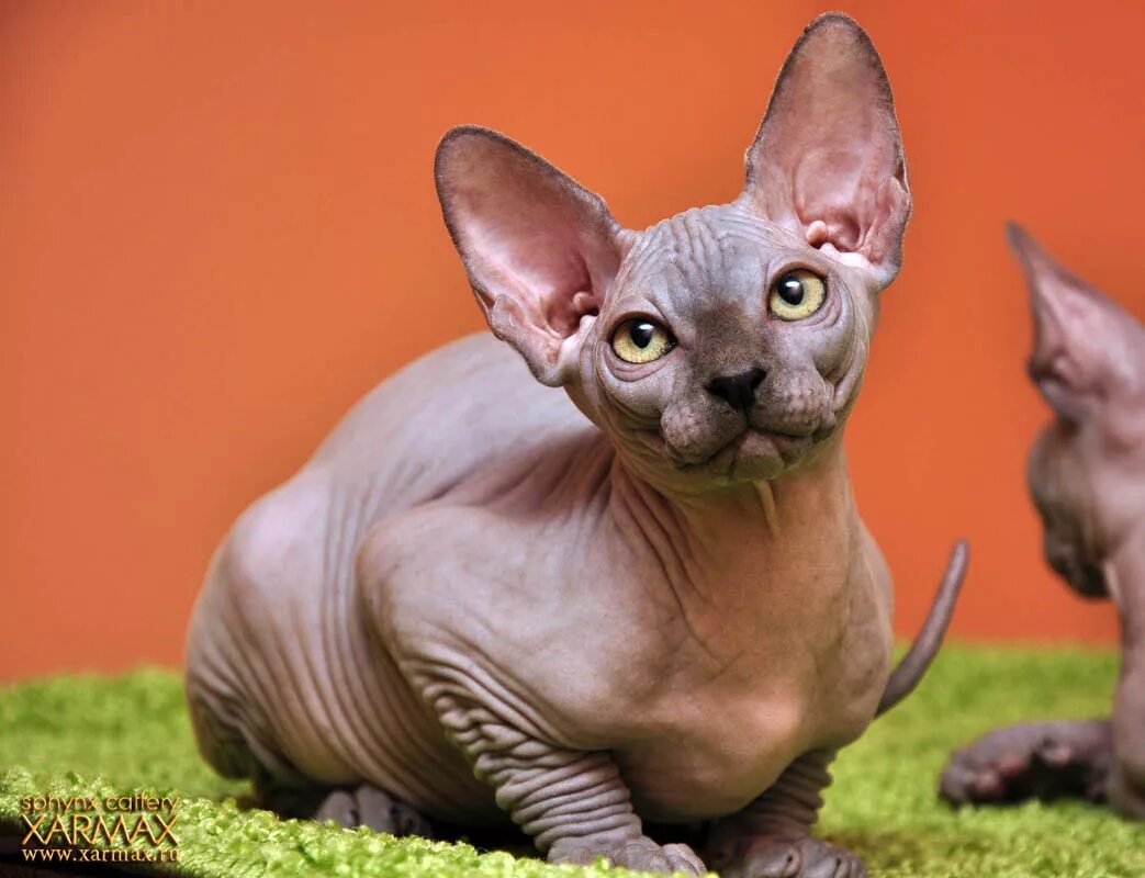 Персидский сфинкс статуя. Кот сфинкс в туле. Сфинксы тула. Бамбино (порода). Сфинксы тула.