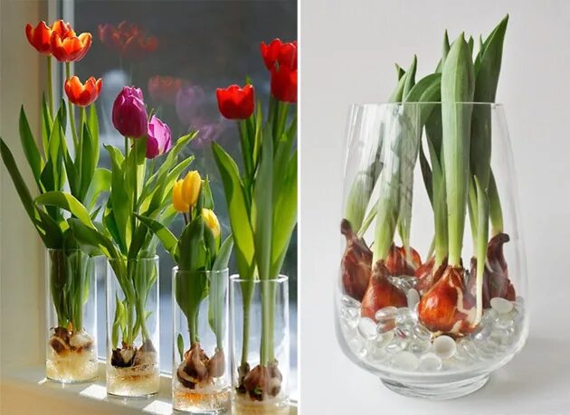 Сколько стоят срезанные тюльпаны. Тюльпаны срезка. Тюльпаны в аквариуме. Как сохранить срезанные нарциссы в вазе. Как хранить срезанные тюльпаны.