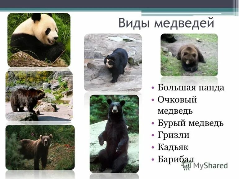 Виды медведей названия 60 фото - ZooClever.ru