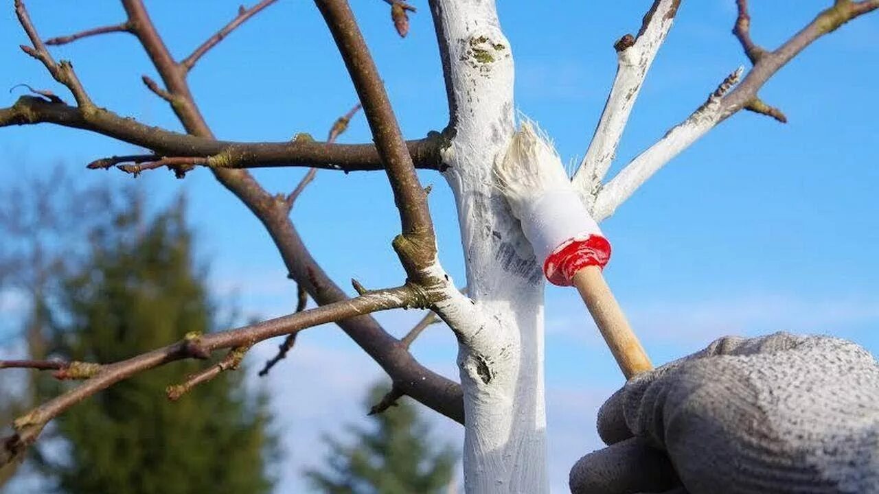 Почему красят деревья