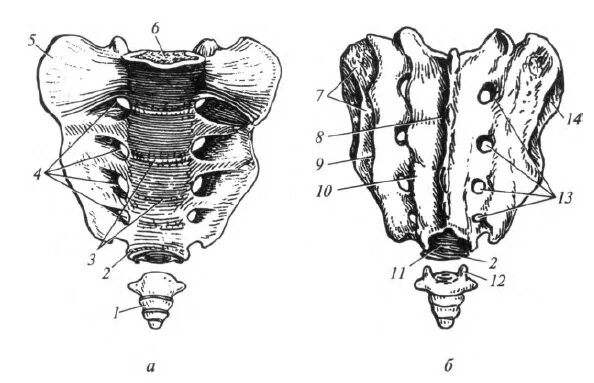 Крестец и копчик. Строение крестца. Бугристость крестцовой кости. Крестец и копчик анатомия.