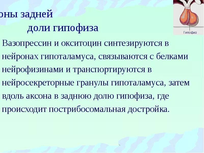 Вазопрессин гормон гипофиза. Гормоны гипоталамуса вазопрессин и окситоцин. В задней доле гипофиза синтезируется гормон. Окситоцин и вазопрессин синтезируется в гипоталамусе.