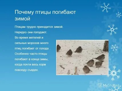 Почему птицы полезны
