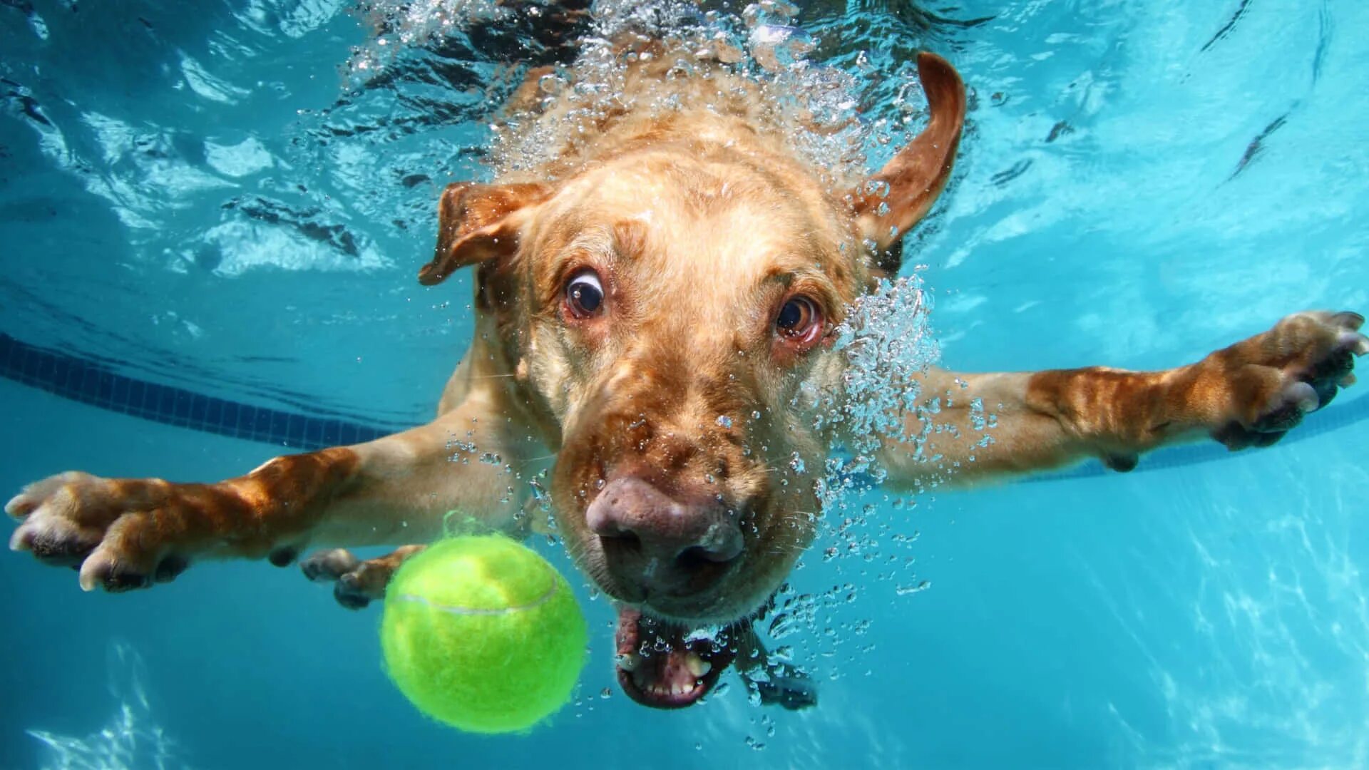 Animals swim