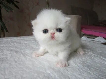 Котята за 1 рубль