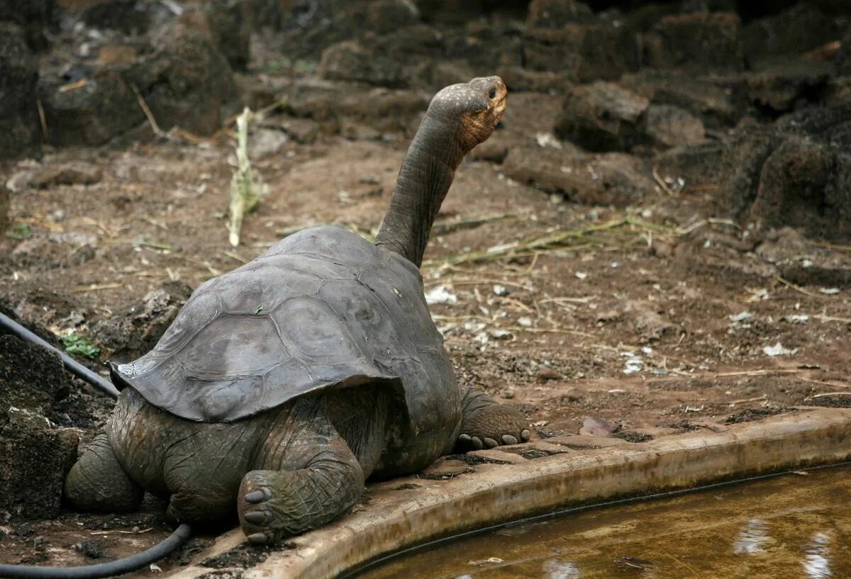 Галапагосская черепаха Джордж. Галапагосская черепаха одинокий Джордж. Абингдонская слоновая черепаха. Абингдонская слоновая черепаха одинокий Джордж. Абингдонские слоновые черепахи