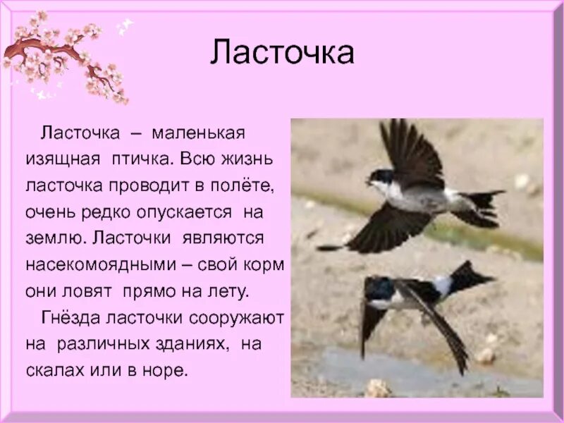 Рассказ про птиц 2 класс окружающий мир. Доклад про ласточку. Рассказ про ласточку. Ласточка картинка с описанием. Ласточка кратко.