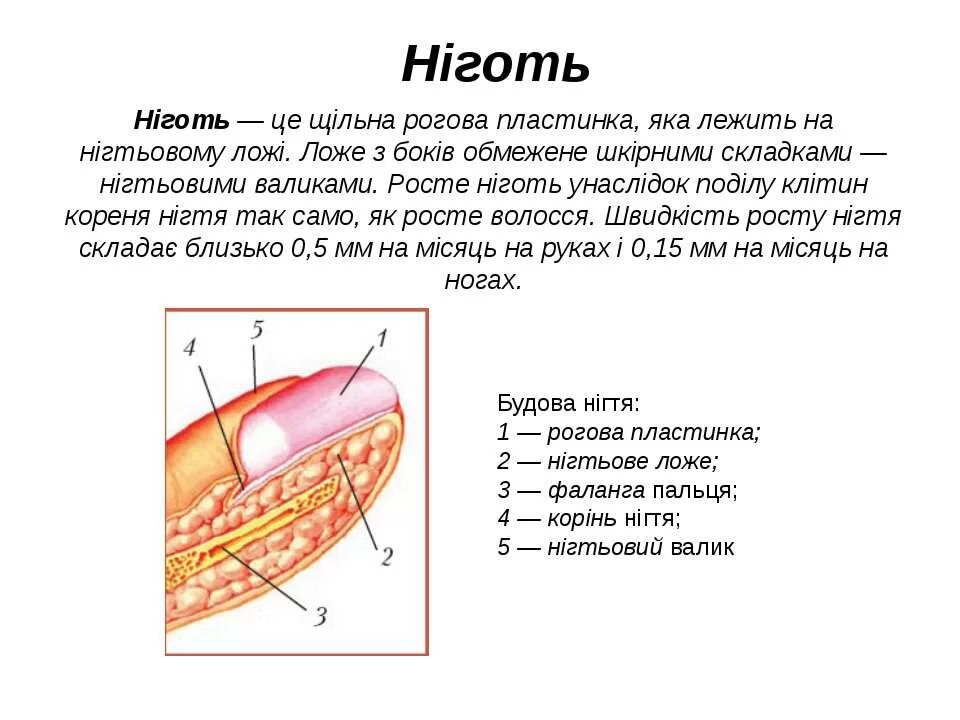 Онихобласты. Строение ногтя. Строение ногтевой пластины слои. Строение ногтя анатомия. Физиологическое строение ногтя.