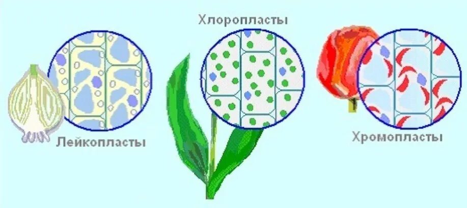 Отсутствие хлоропластов. Пластиды растений хромопласты. Хлоропласты хромопласты лейкопласты. Пластиды растительной клетки рисунок. Строение хлоропласта лейкопласта и хромопласта.