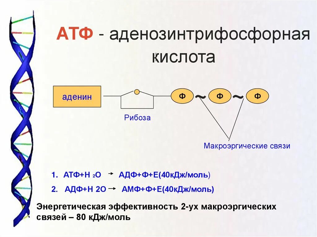 Схема строения АТФ макроэргические связи. АТФ АДФ функции. Строение мономера АТФ. Строение нуклеиновых кислот АТФ.