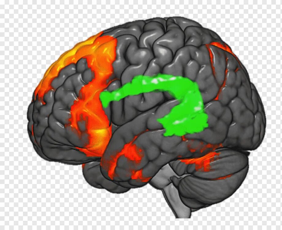 Brain imaging. ФМРТ. Нейровизуализация мозга. Функциональная мозга. FMRI image мозг.