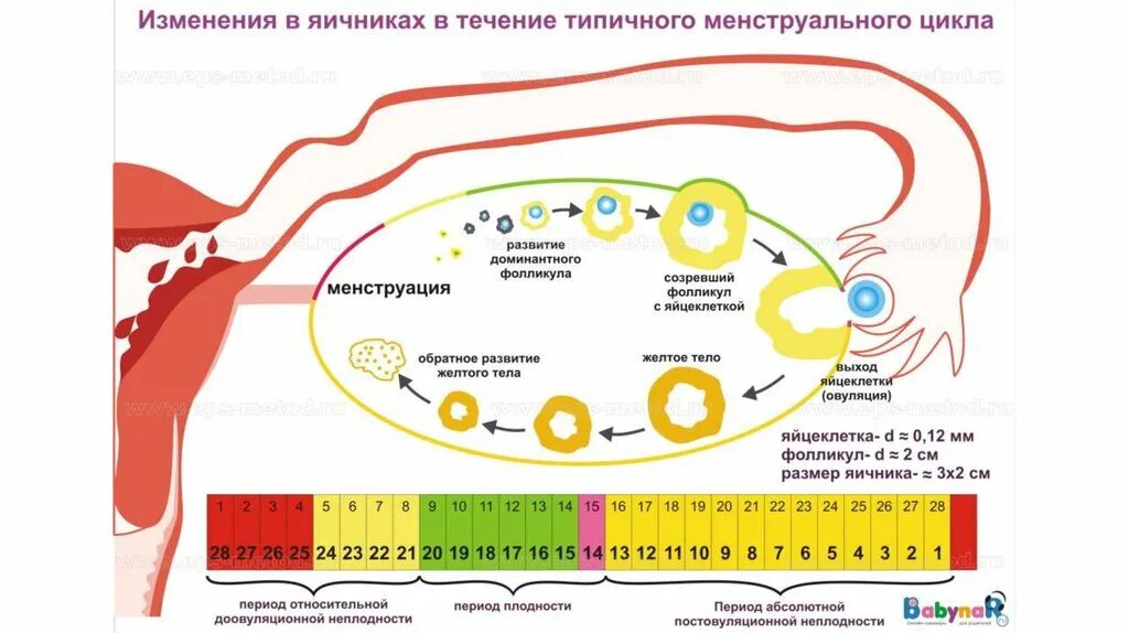 После беременности через сколько приходят месячные. Цикл менструационного цикла 30 дней. Цикл менструационного цикла и овуляция. Овуляция в зависимости от продолжительности цикла. Фазы маточного менструального цикла.