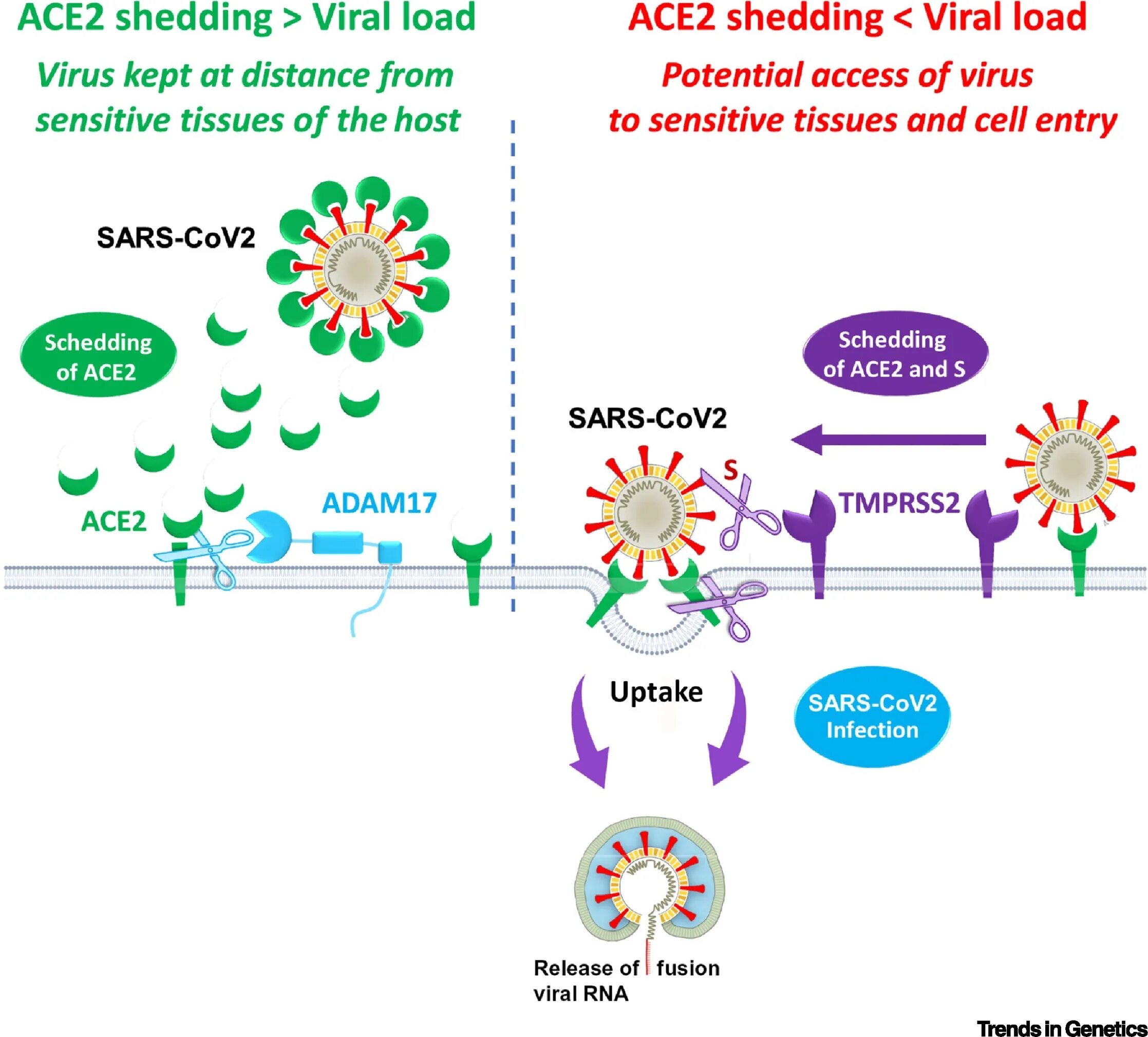 Вирус сарс группа патогенности. Вирус SARS-cov-2. Цербер-вариант SARS-cov-2. Viral shedding что это. Патогенез SARS-cov-2.