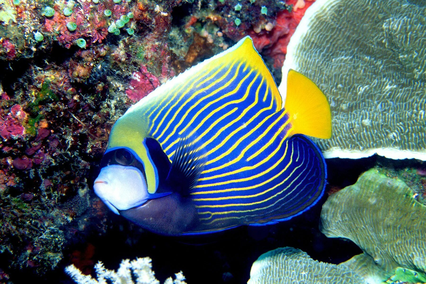 Про рыб океана. Pomacanthus Imperator. Рыбка Emperor Angelfish. Императорский рыба спинорог. Рыба ангел Императорский ювенильный.