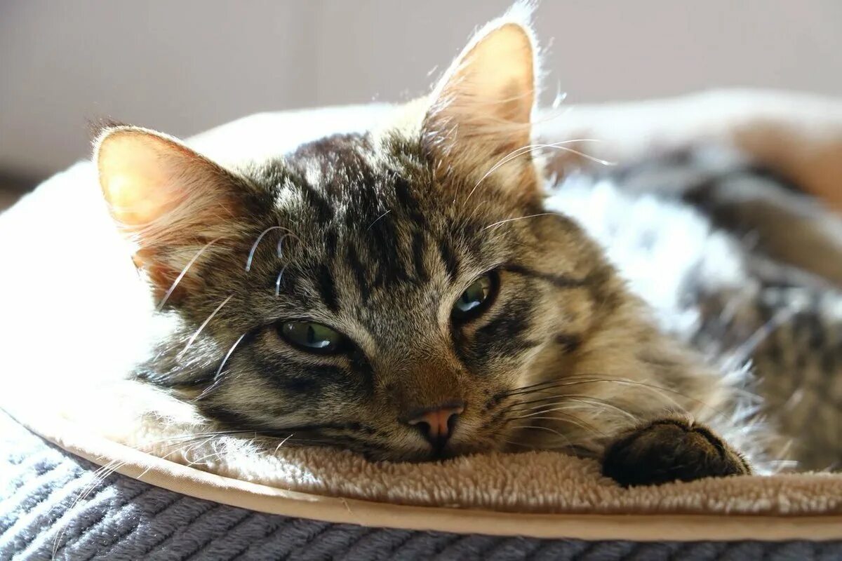 Доброе утречко котик. Утренний кот. доброе утро котик. добрая кошка. с добрым утром кошки.