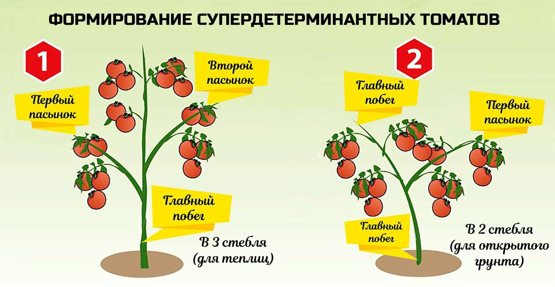 Пасынкуем индетерминантные томаты. Пасынкование детерминантных томатов. Детерминантный сорт томатов пасынкование. Формировка индетерминантных томатов. Пасынкование ранних помидор