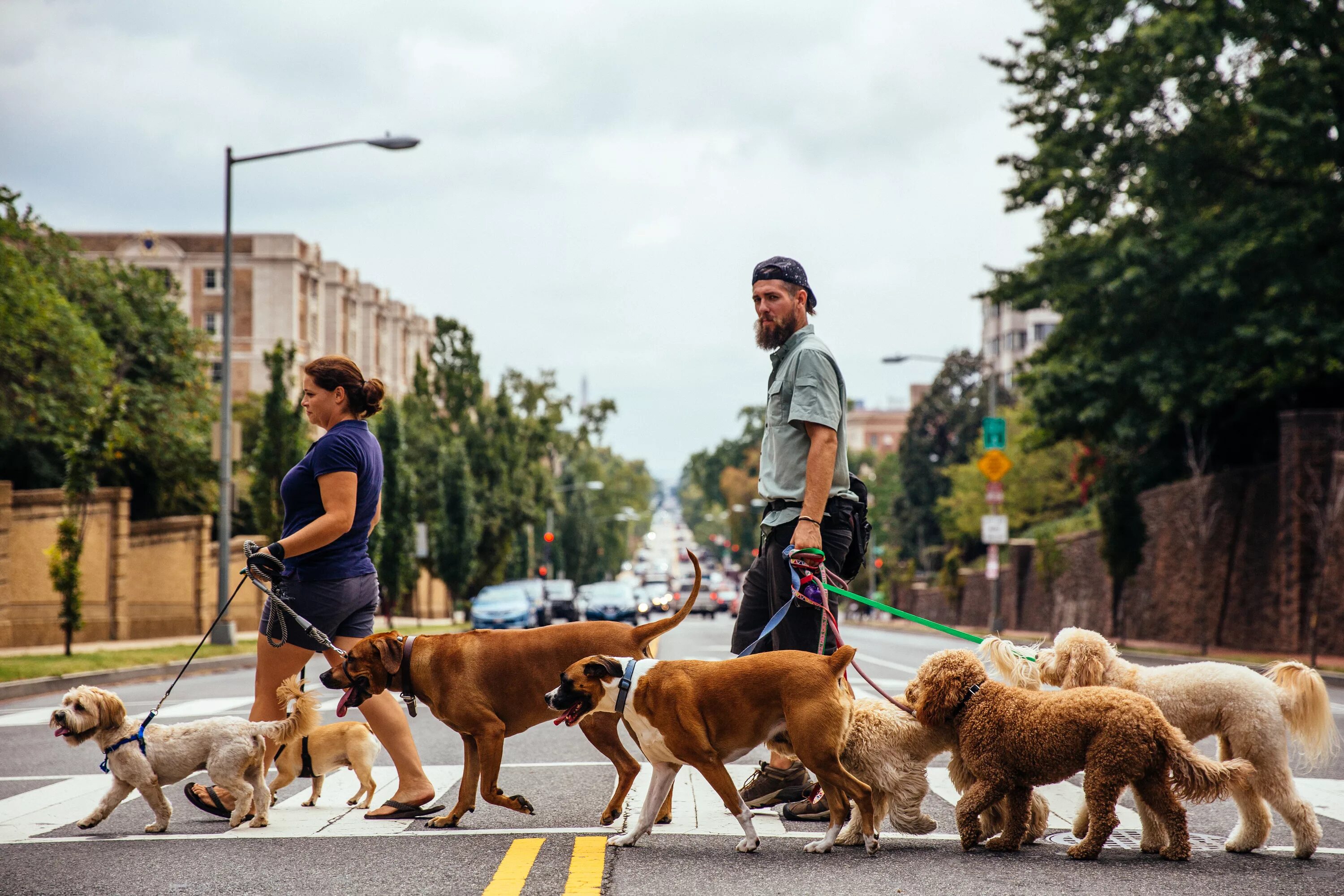 Дог Волкинг. Walk the Dog. Walking Pets. Walking pet