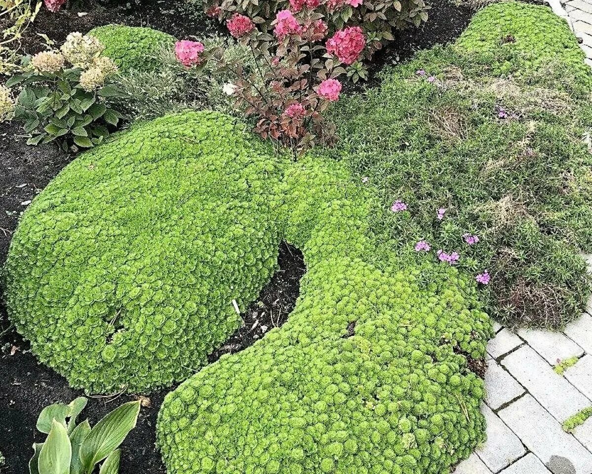Science of the Season: Set sights alpine high in rock gardening Rock garden, Alp