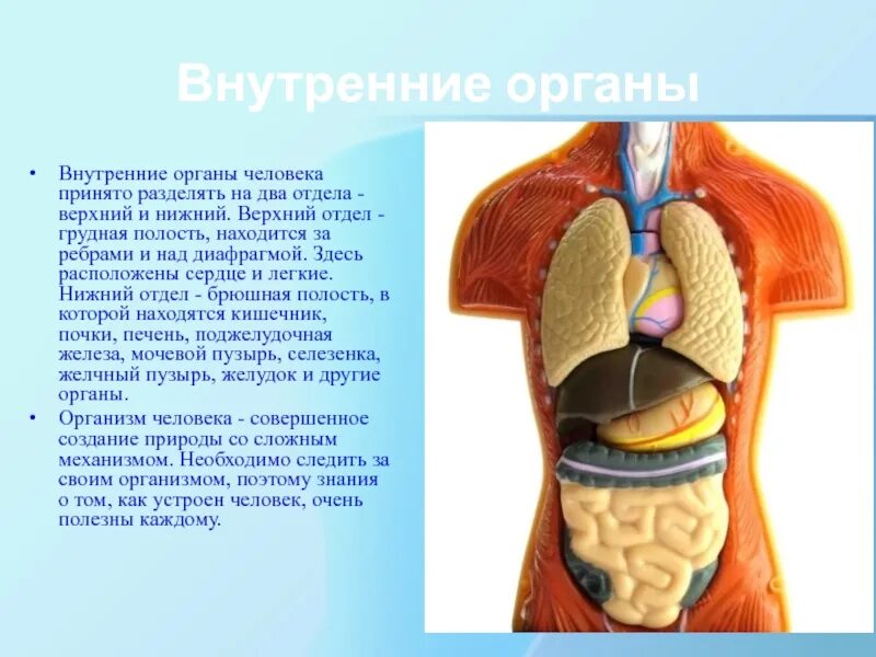 Что является внутренним органом