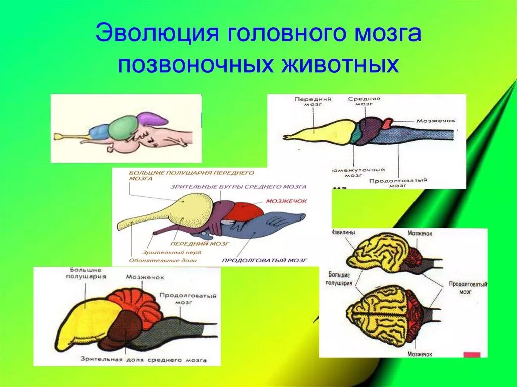 Эволюция мозга у позвоночных животных