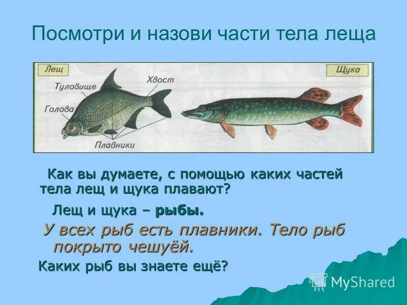 Части тела рыбы. Плавники щуки. Щука рыба части тела. У всех рыб есть плавники.