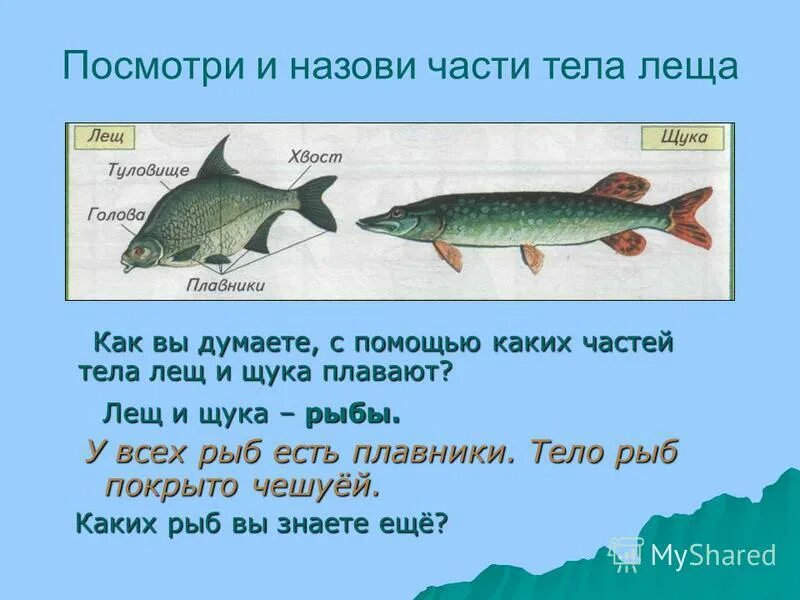 Внешний вид щуки. Плавники у щуки. Плавники у щуки. Плавники у щуки. Домашняя щука.
