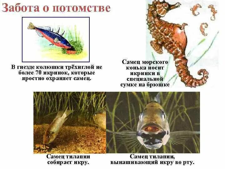 Характерна забота о потомстве. Колюшка рыба забота о потомстве. PF,JNF J gjnjvcndt HS,. Колюшка трехиглая забота о потомстве. Колюшка с потомством.