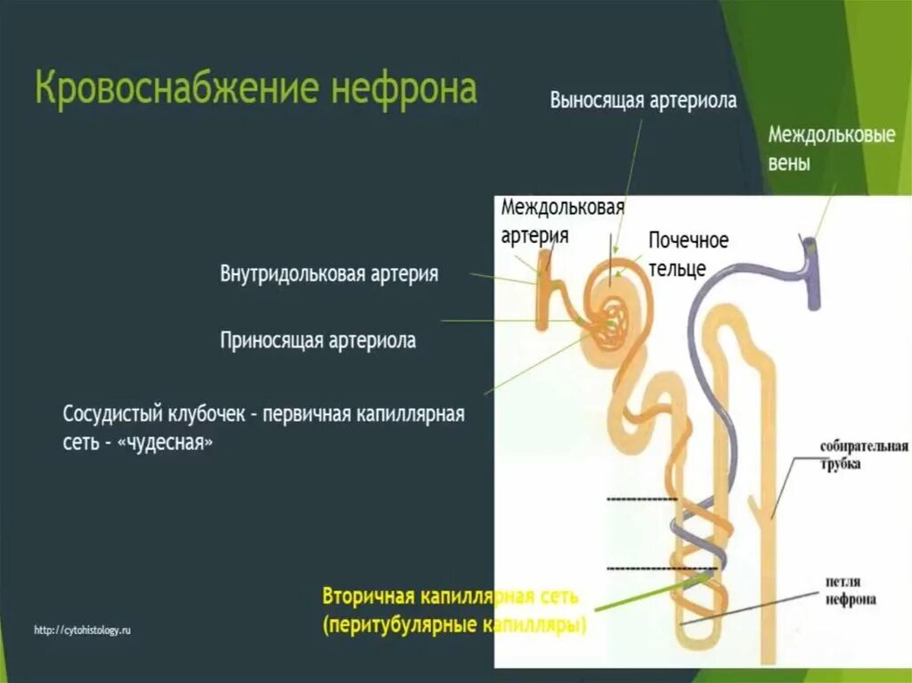 Выносящая артериола почки. Вторичная капиллярная сеть нефрона. Строение нефрона и кровоснабжение почки. Капиллярная сеть нефрона функция. Мочевыделительная система строение кровоснабжение нефрона.