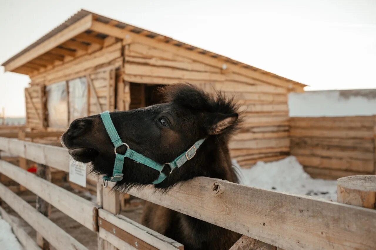 Village воронеж. Farm Village Воронеж. Ферма Чертовицы Воронеж. Ферма в Чертовицах Воронеж. Козья ферма Воронеж Чертовицы.