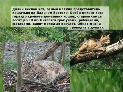 Дикая текст