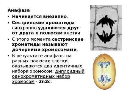 Какой набор в анафазе митоза