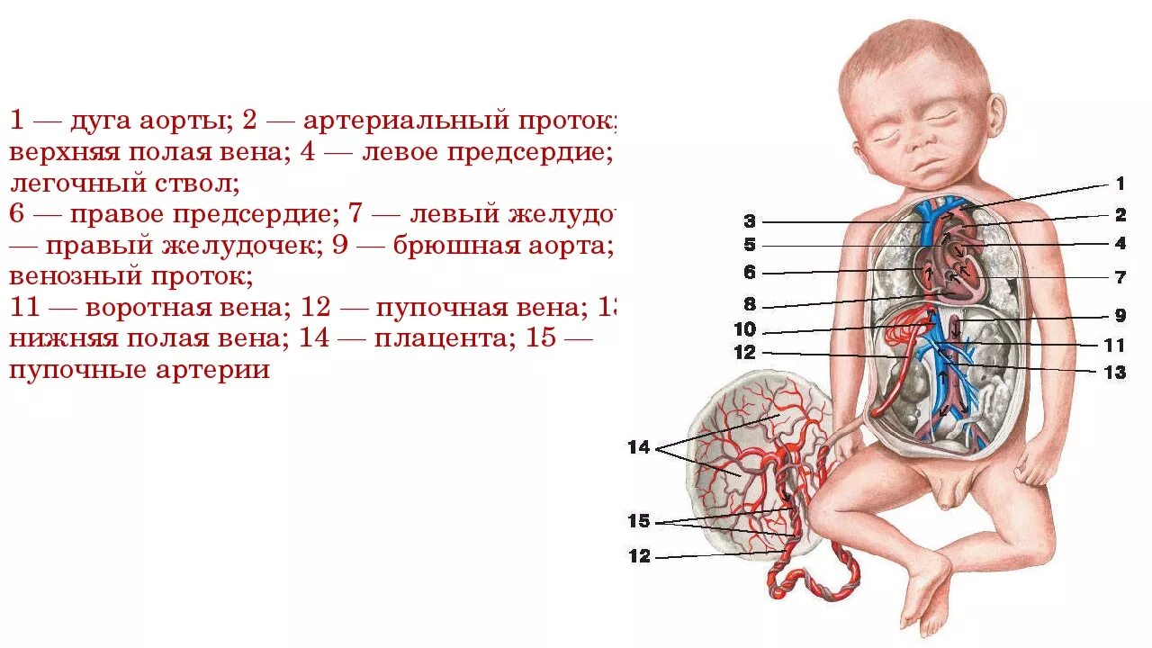 Сколько органов у мальчиков