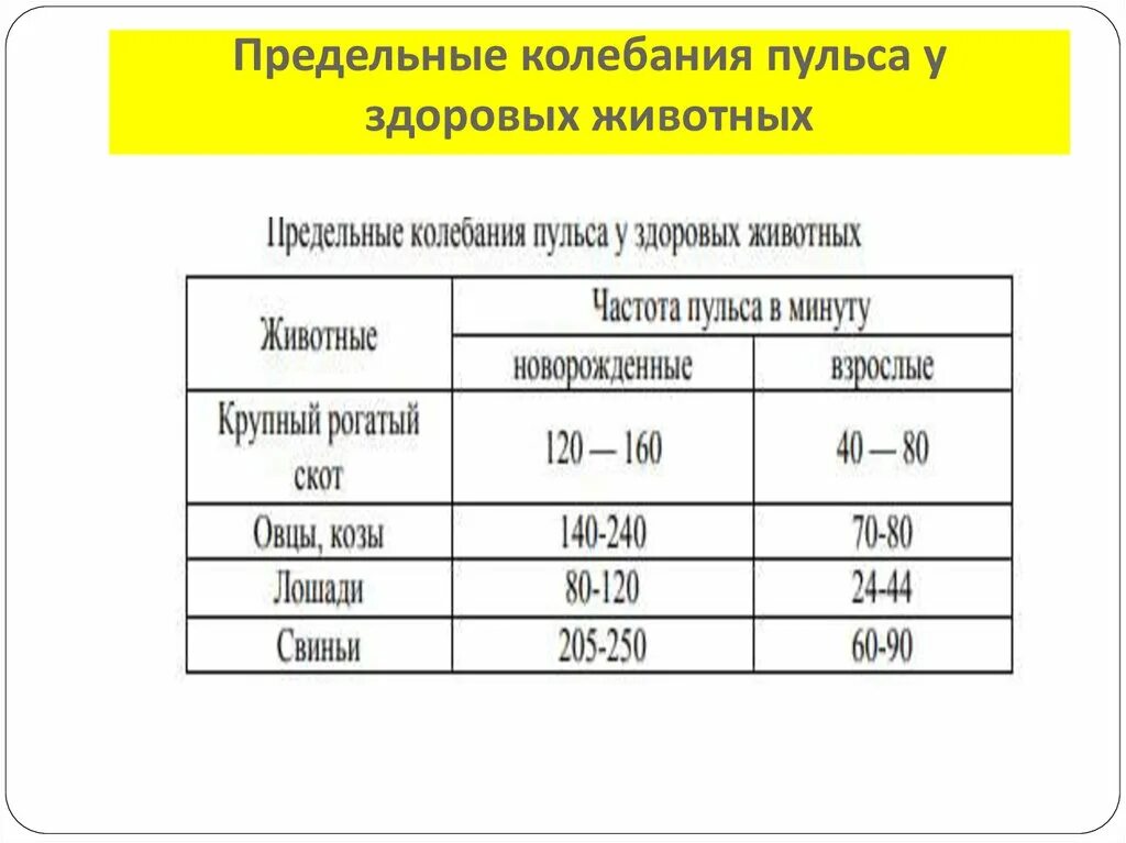 Частота пульса у здоровых животных в минуту. Число пульсовых колебаний за 1 минуту. Допустимые колебания пульса. Пределы колебания ад у здоровых животных.