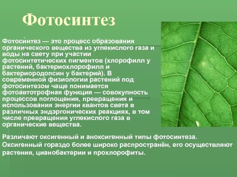Водоросли поглощающие углекислый газ