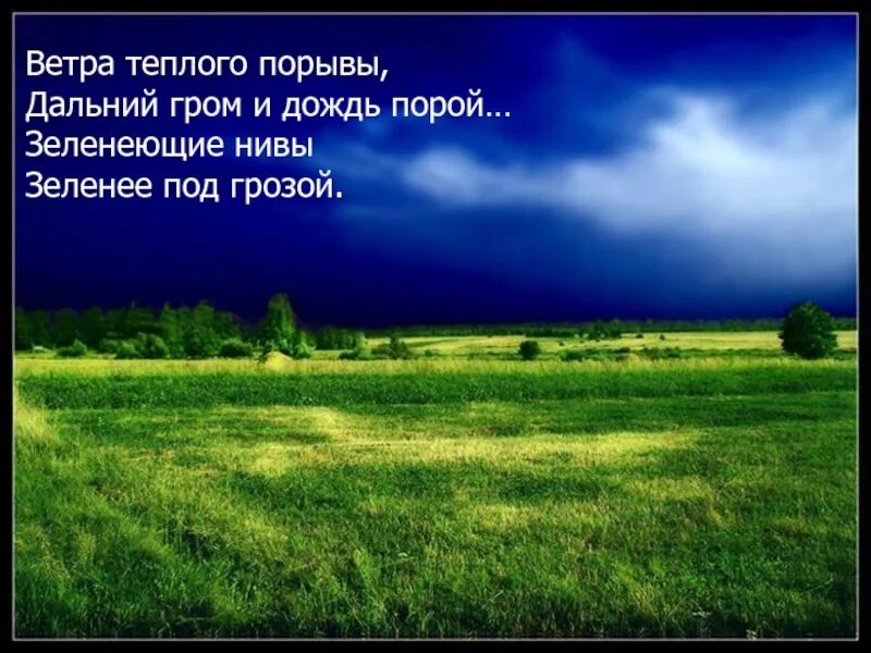 Зеленеющие нивы это метафора. Тютчев зеленеющие нивы. зеленеющие нивы зеленее под грозой. ветра теплого порывы дальний гром и дождь порой. стихотворение неохотно и несмело.