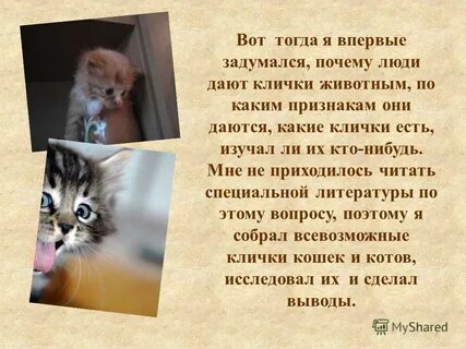 Какую можно дать кличку котятам