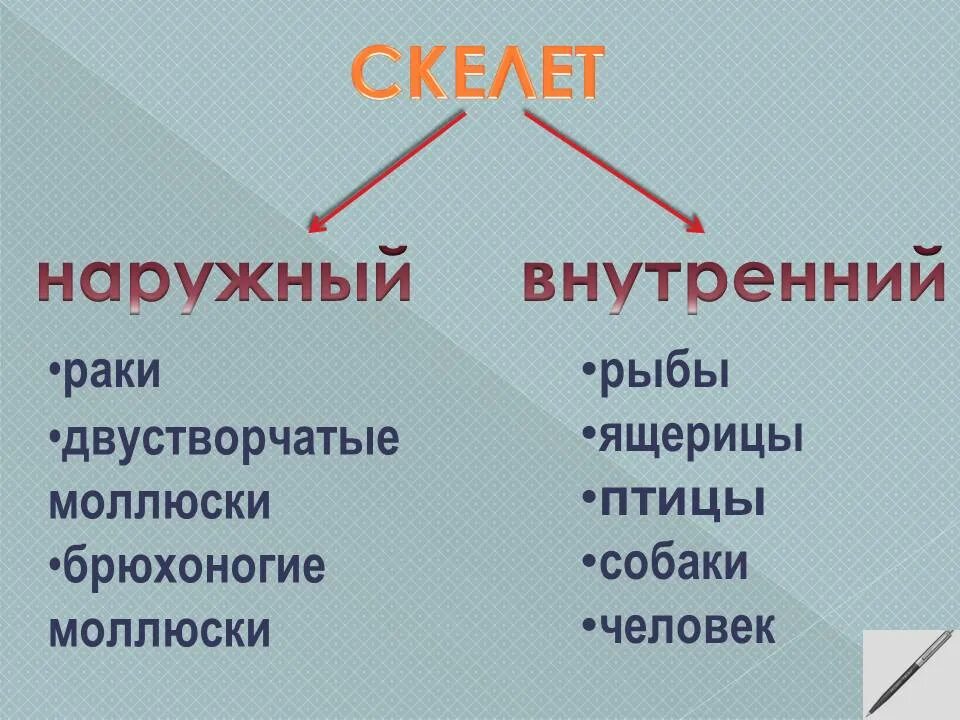 Типы скелетов наружный внутренний. Наружный скелет. Наружный скелет животных. Наружный скелет и внутренний скелет таблица. Схемы по биологии.