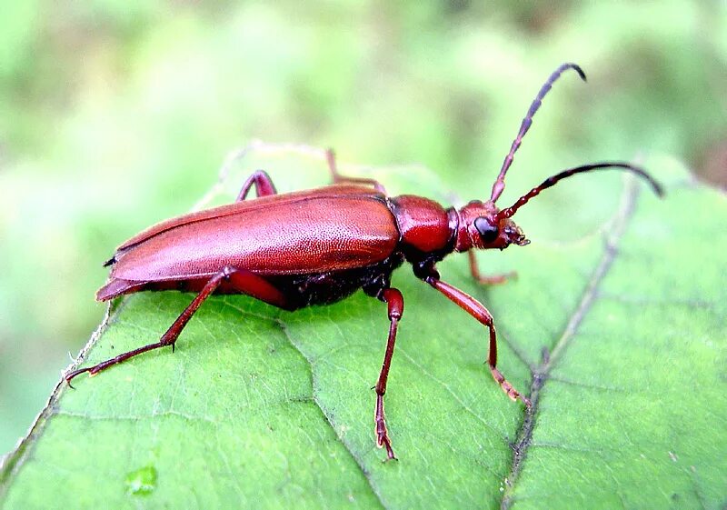 Триба это. Усач Лептура красногрудая. Leptura thoracica Creutzer, 1799. Macroleptura thoracica. Жук Лептура красная.