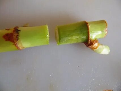 Черенки желтеют